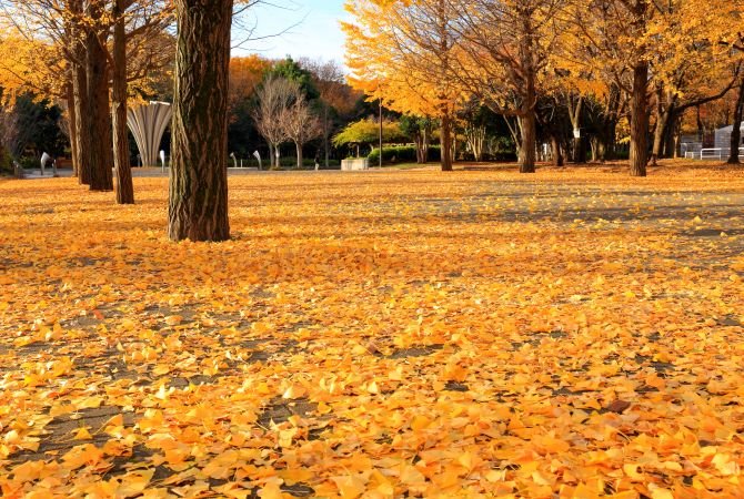 🌳 아카쓰카 공원 이미지 7